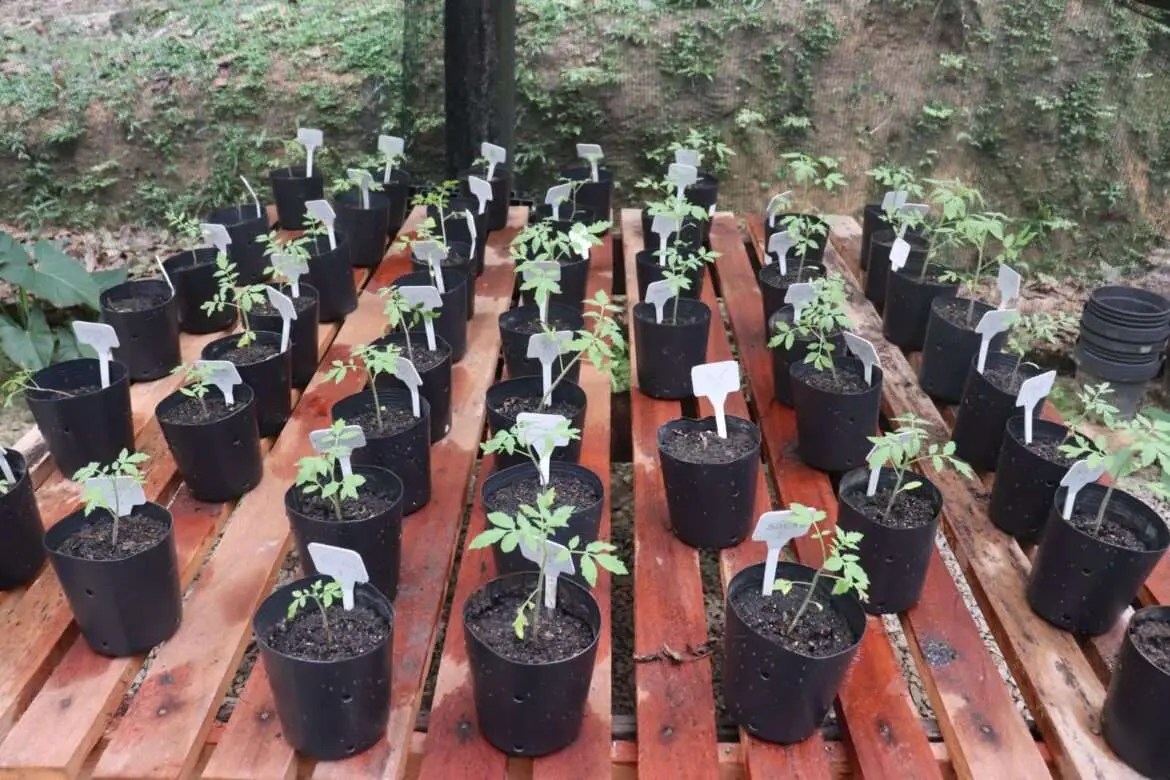 Estudo desenvolvido no Amazonas identifica bactérias amazônicas com potencial para combater doenças agrícolas em plantações