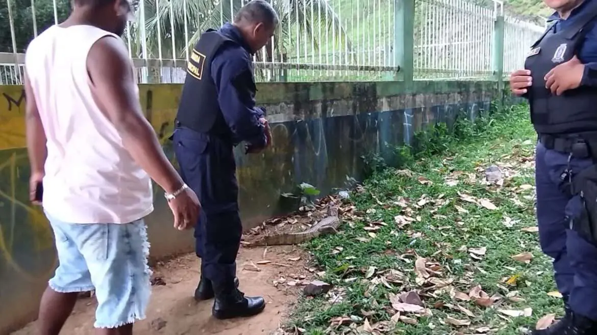 Jacaré é flagrado na Ponta Negra e comissão aciona órgão ambiental para resgate 
