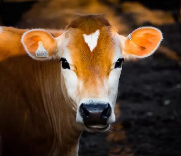 Suplementação de fósforo desafia a agropecuária brasileira