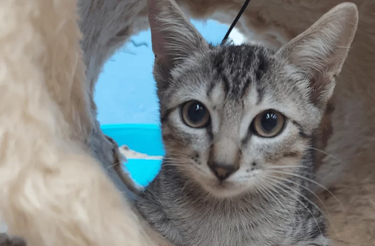 Confira calendário para agendamento de castração de cães e gatos entre julho e setembro