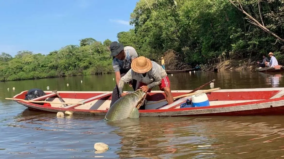 Dia da Gastronomia Sustentável destaca atributos do pirarucu na culinária e artesanato amazonense