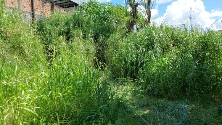 Ossada humana é encontrada em área de mata, na zona Norte