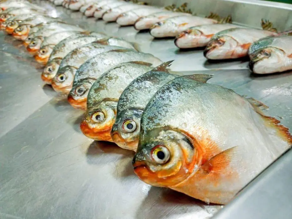 Pesquisa registra a presença de plástico no trato gastrointestinal de peixes