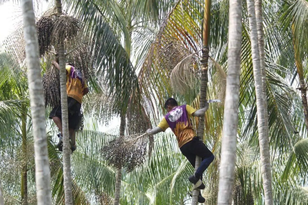 Programa Agro Amazonas fomenta a cadeia produtiva do açaí em Codajás