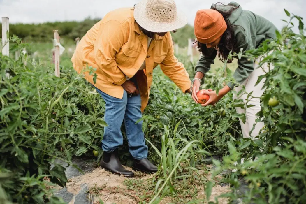 Governo do Amazonas inicia entrega de 250 mil sementes de cacau a agricultores familiares do estado