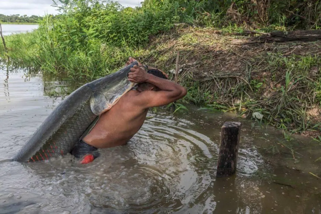 Teatro Amazonas recebe lançamento do filme ‘Pirarucu - o respiro da Amazônia’, neste domingo