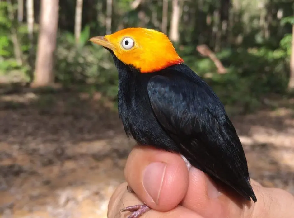 Pesquisa considera manejo florestal sustentável como alternativa viável para a conservação da biodiversidade
