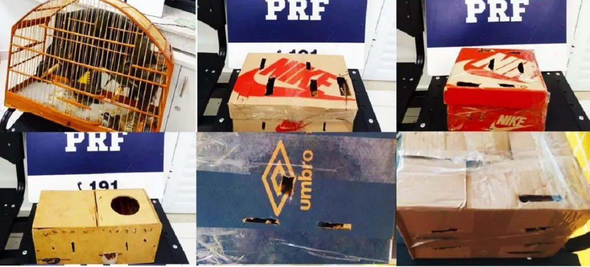Aves transportadas ilegalmente são apreendidas em fiscalização