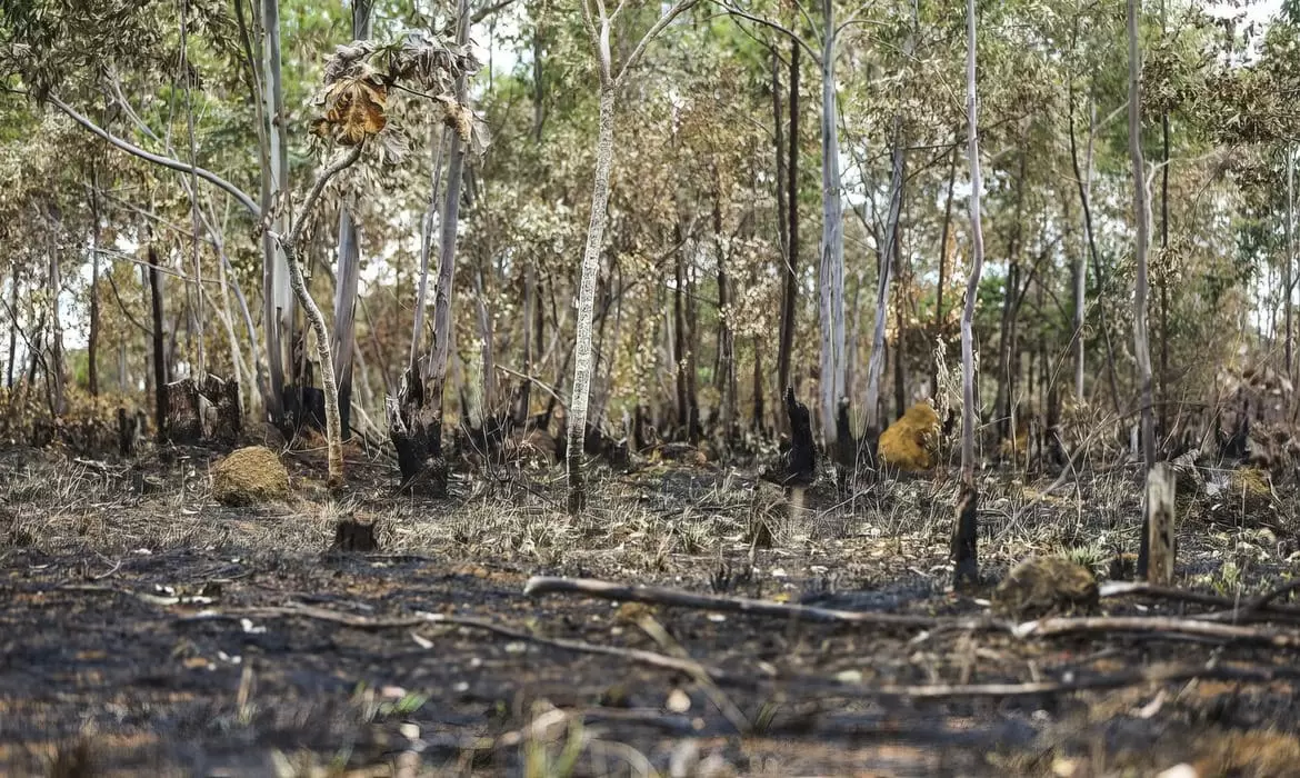 Justiça bloqueia R$ 292 milhões de acusado de desmatar a Amazônia