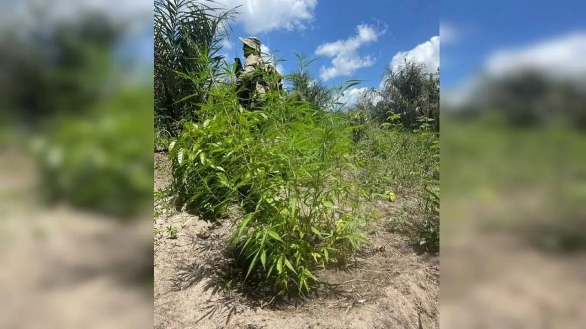 Operação Polígono V destrói 40 mil pés de maconha no Pará