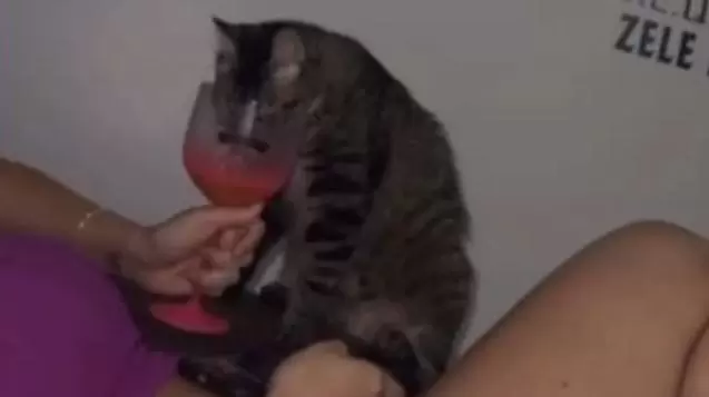 Servidora do AM que filmou amiga dando vodca a gato demitida
