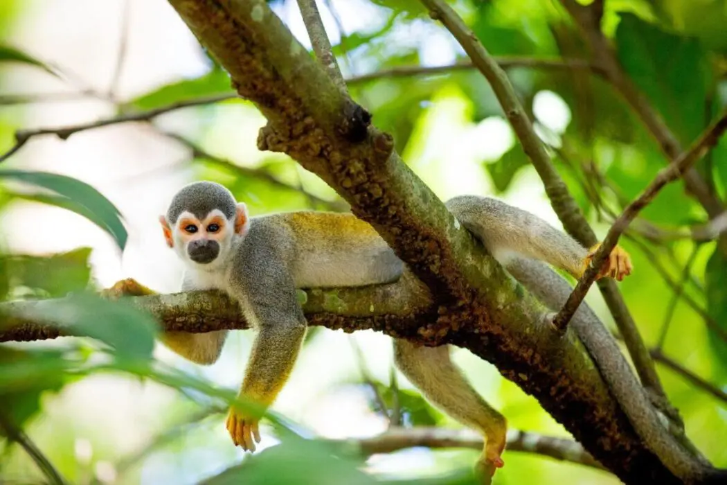 Fapeam investe em CT&I para preservar e desenvolver a Amazônia