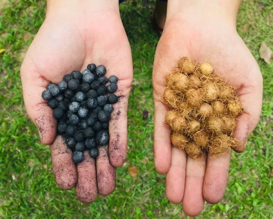 Pesquisa: biocarvão é alternativa sustentável para fertilidade de solos amazônicos
