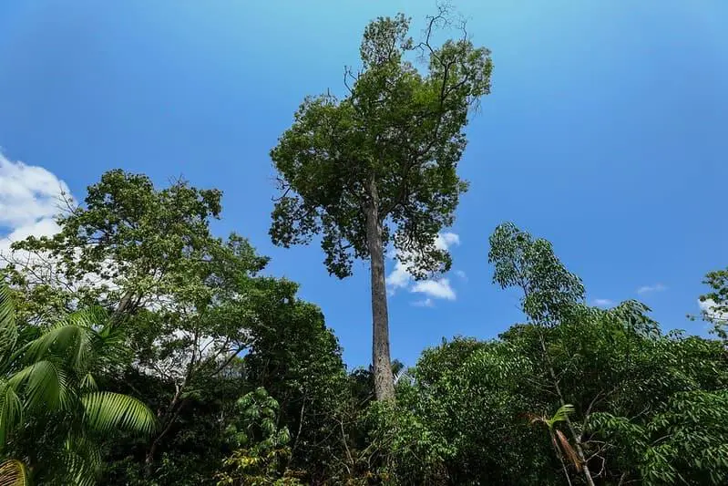 Dia da Árvore: Amazonastur destaca roteiro para conhecer a imponência da floresta