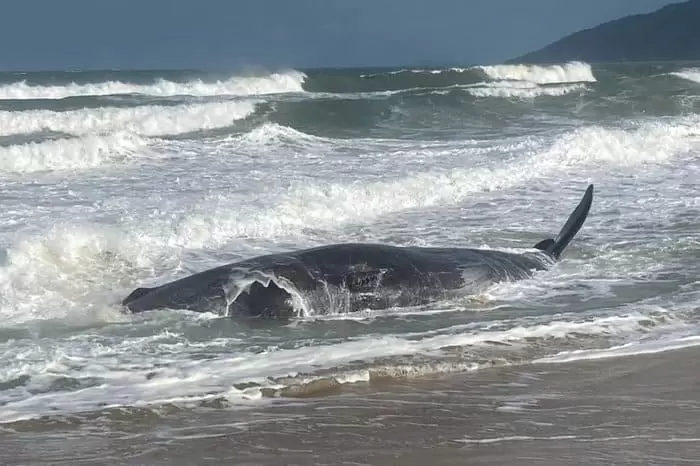 Vídeo: baleia cachalote encalha em praia de Florianópolis