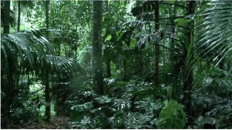 Amazônia deve ter retomada de chuva no próximo trimestre