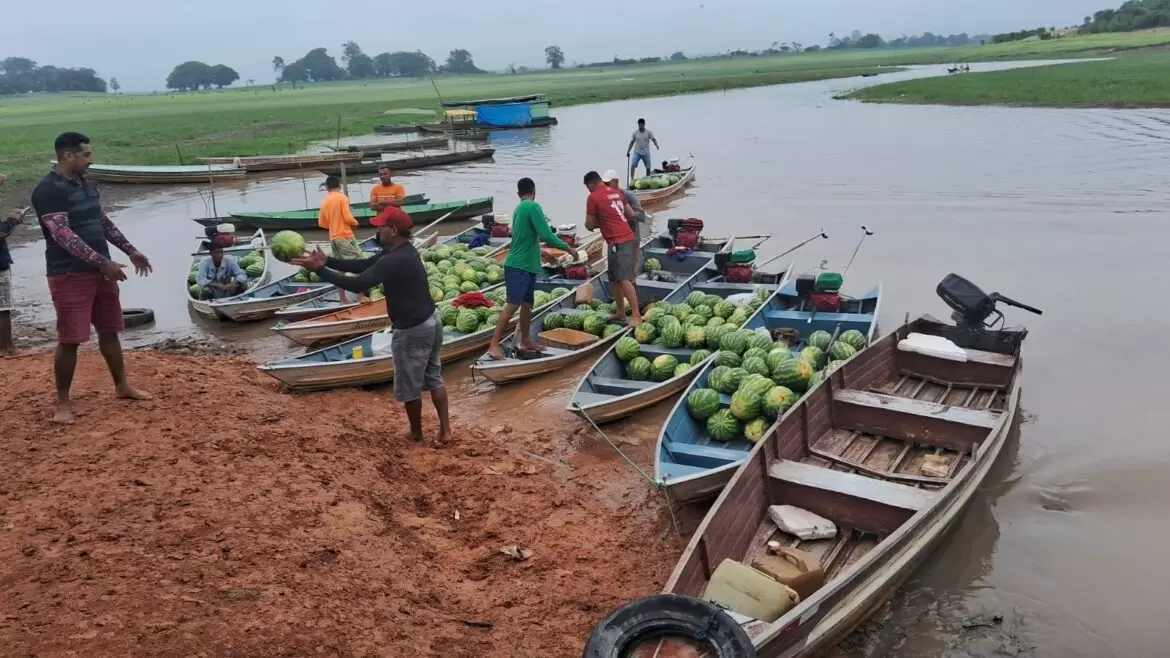Produtores comercializam 37 toneladas de melancias em Manaquiri