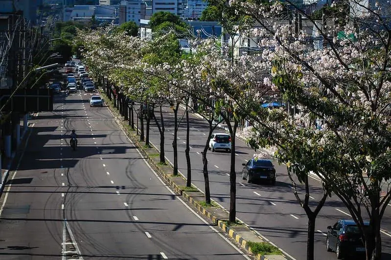 Manaus é escolhida para a implantação de projeto ambiental da ONU