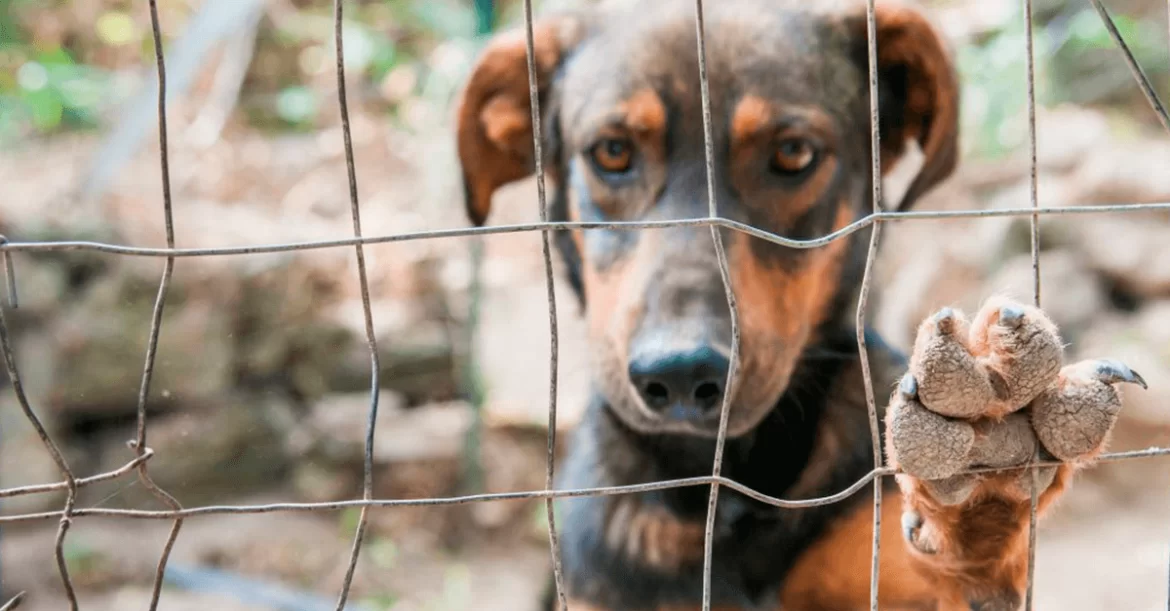 Mulher é indiciada por arremessar os próprios cachorros por cima do muro de sua casa, no Parque 10 de Novembro