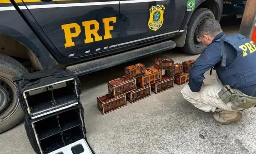 Pássaros silvestres são resgatados de carro na BR-251