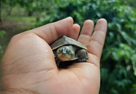 Ibama acompanha período de eclosão de quelônios, o Amazonas