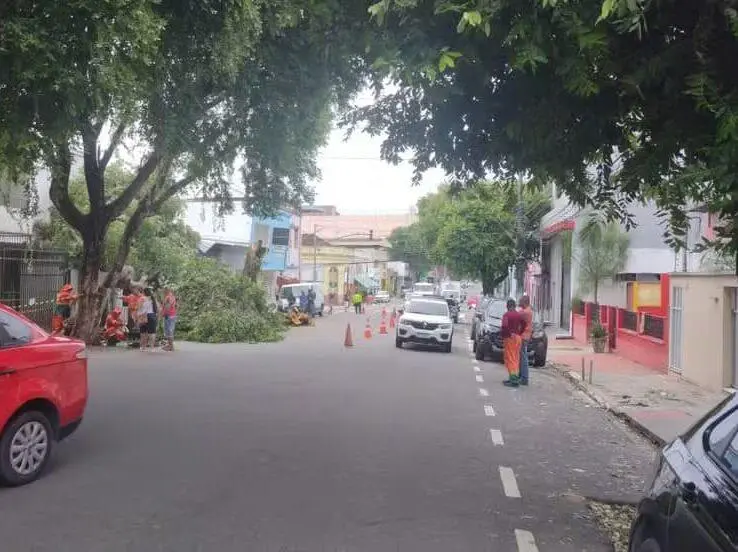 Mais uma árvore cai devido a forte chuva no Centro de Manaus