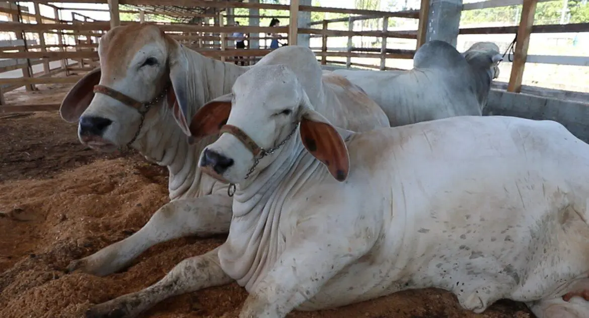 Pecuaristas de 13 municípios do Amazonas têm até sexta-feira para declarar rebanho, alerta Adaf