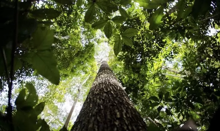 Reino Unido anuncia nova doação de R$ 215 milhões ao Fundo Amazônia