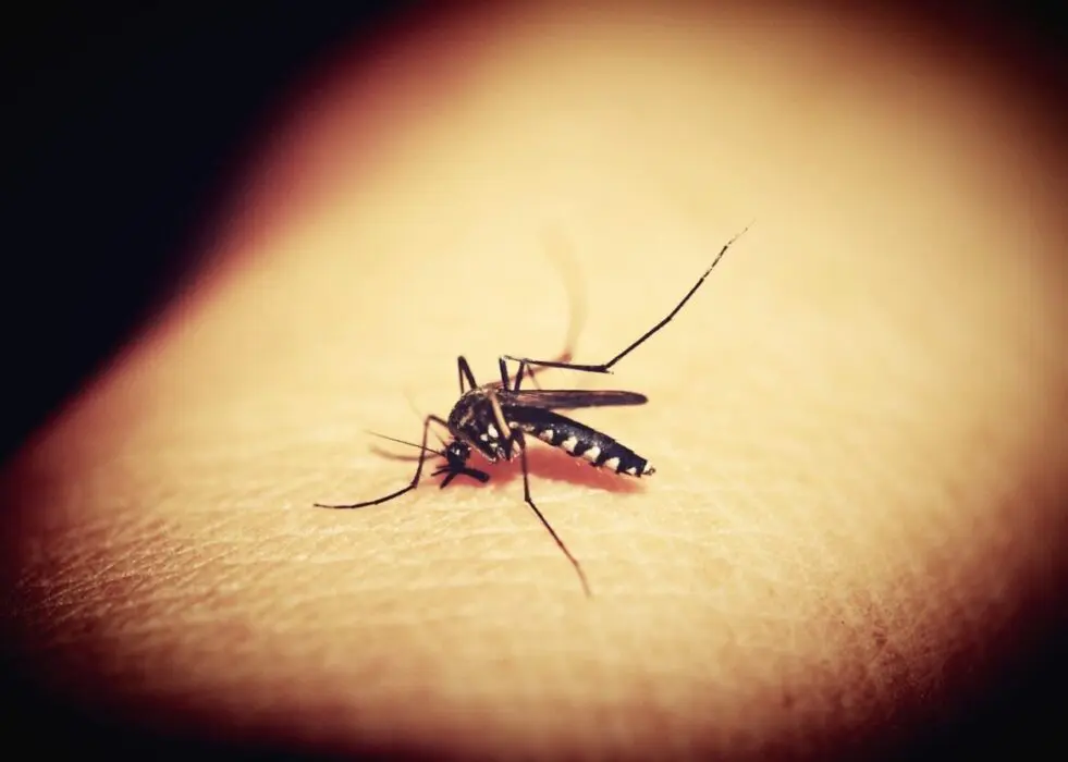 Período chuvoso reacende alerta para o avanço da dengue
