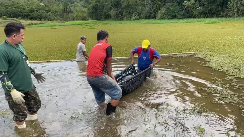 Inpa faz pré-soltura de seis peixes-bois da Amazônia em ambiente seminatural