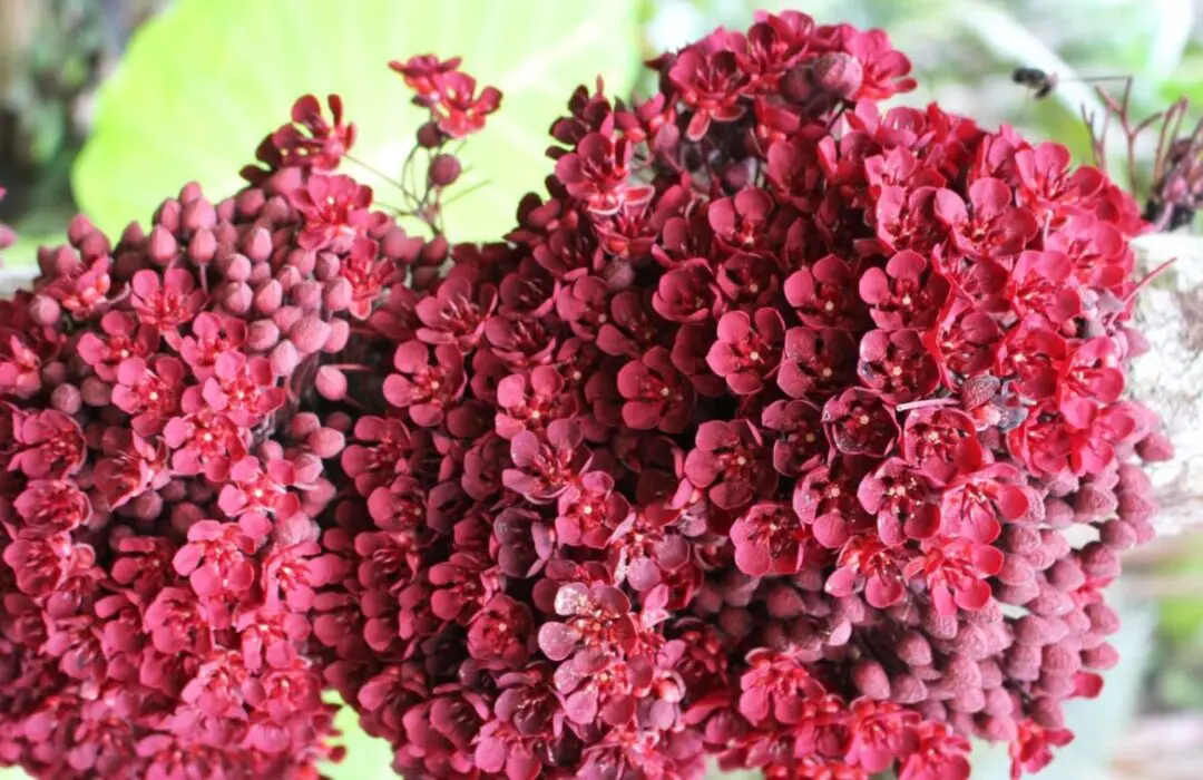 Pesquisa analisa perfis químicos de Plantas Não Convencionais para chás e fermentados, em Manaus