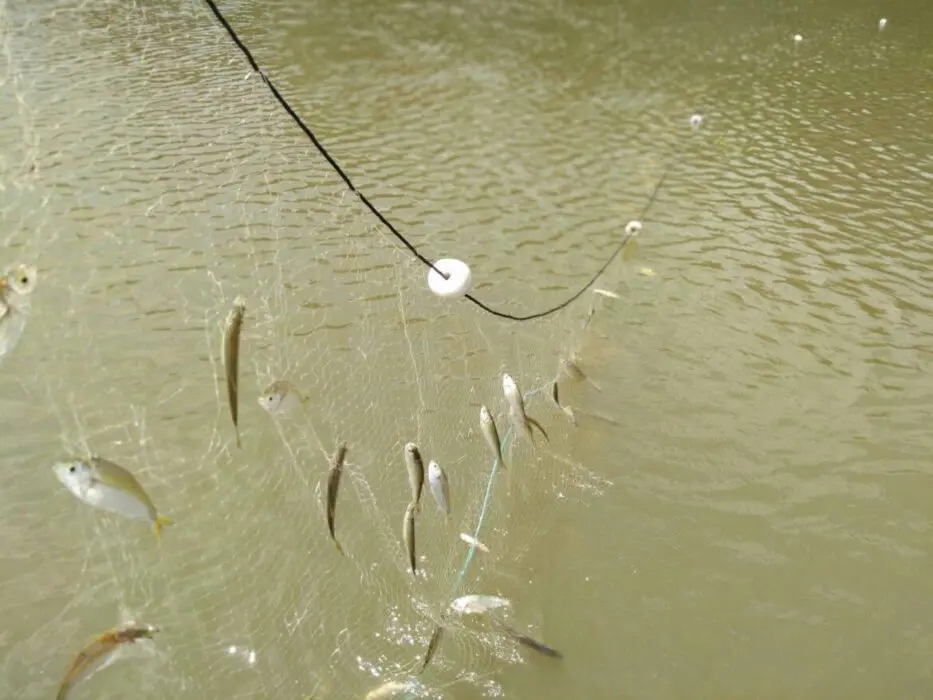 Pesquisa constata que eventos hidrológicos afetam rotina de vida dos peixes amazônicos