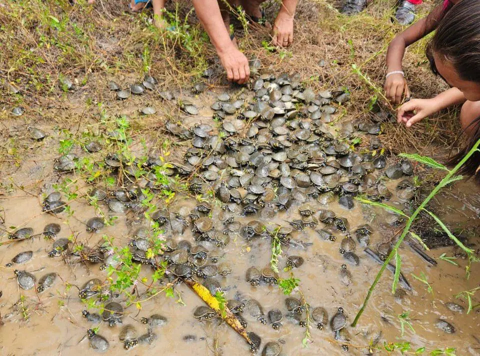 Em trabalho comunitário, mais de 800 filhotes de quelônios são devolvidos à natureza na RDS Rio Madeira