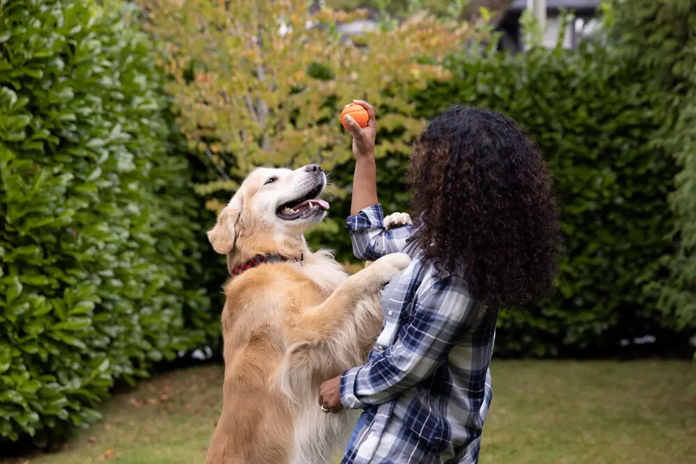 Alimentação é essencial no envelhecimento e cuidado da saúde renal dos pets