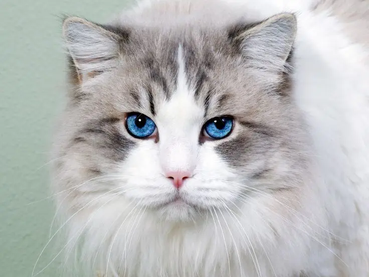 Dia Mundial do Gato fortalece o compromisso com o seu bem-estar