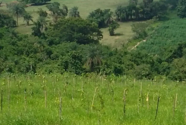 Mercado de crédito de carbono ajuda futuro sustentável