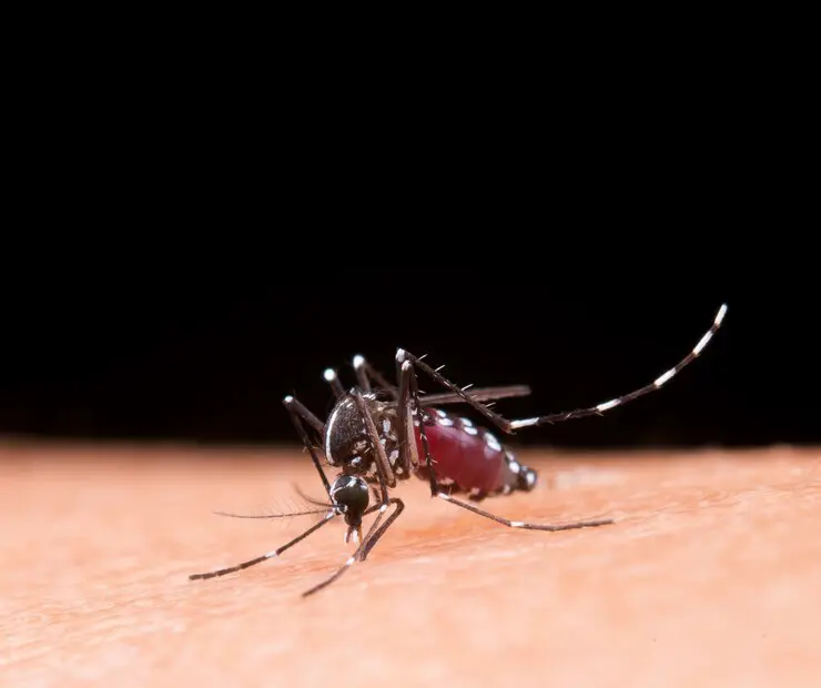 Governo lança ações para se antecipar a período de alta da dengue 👉🏼 Siga o AmSemFronteira no Youtube – bit.ly/43MIy6H Governo lança ações para se antecipar a período de alta da dengue