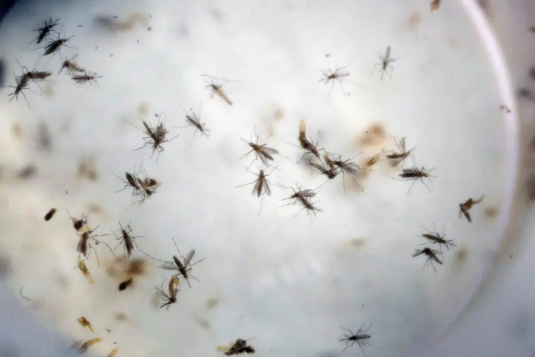 Brasil tem mais de um milhão de casos de dengue este ano