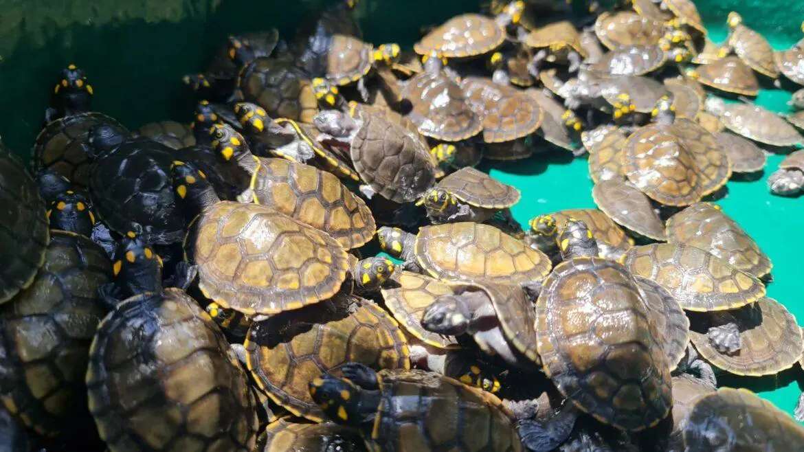 Em sua primeira soltura, RDS Juma devolve 604 filhotes de quelônios à natureza