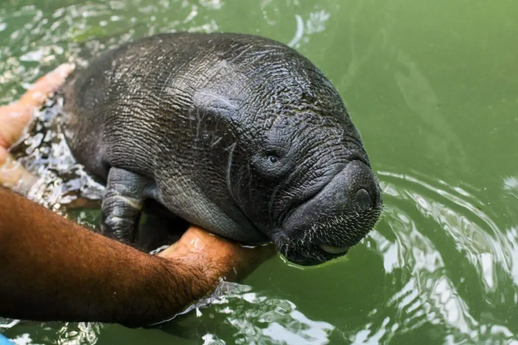Inpa recebe primeiro filhote de peixe-boi resgatado deste ano