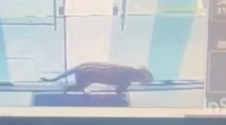 Vídeo: Onças são flagradas brincando dentro de posto de saúde no Amazonas