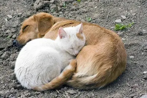 Abandono de cães e gatos é um problema que requer políticas públicas eficazes
