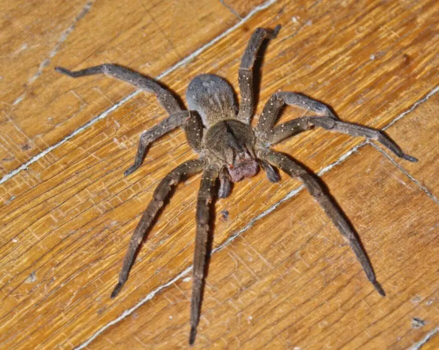 Unicamp testa veneno de aranha para tratamento de câncer de mama