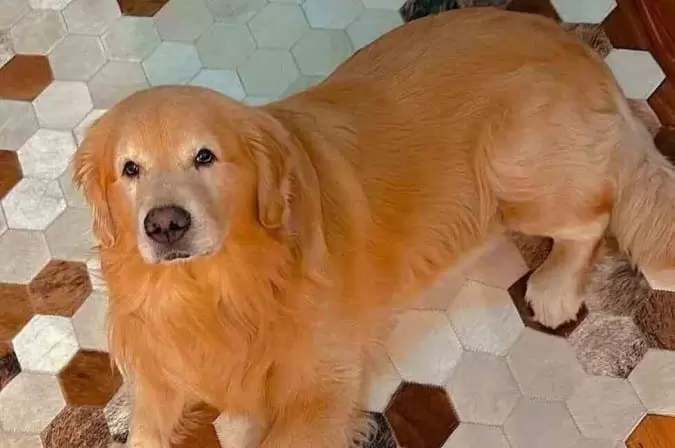 Após morte do cachorro Joca, governo anuncia política de Transporte Aéreo de Animais