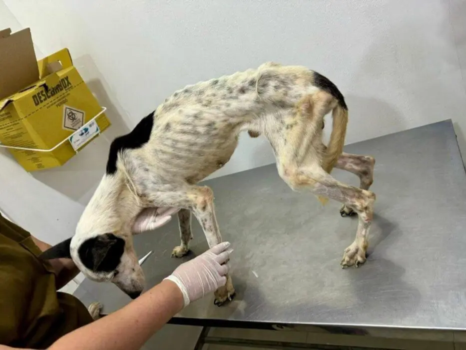 Após denúncias, polícia prende duas mulheres em flagrante por maus-tratos a animais