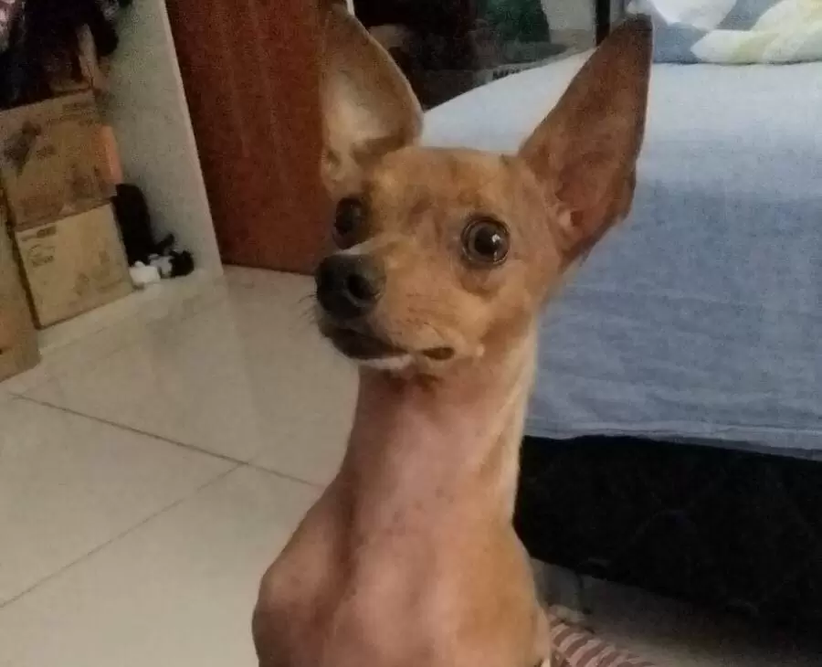 Novo Código Civil deve reconhecer que animais são seres com sentimentos e direitos