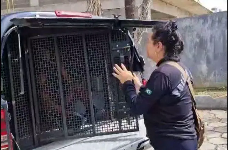 Operação policial prende grupo criminoso por promover eventos de rinhas de galo em vários estados do Brasil