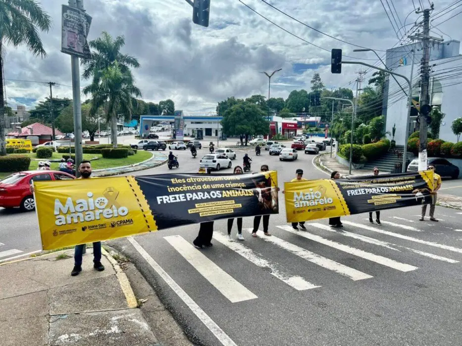 Comissão de Proteção aos Animais da Assembleia Legislativa do Amazonas inicia ações voltadas ao ‘Maio Amarelo’
