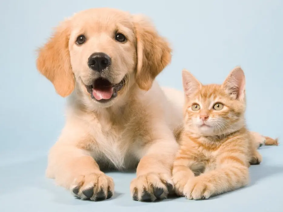 Cachorros e gatos poderão ter carteira de identidade em 2025