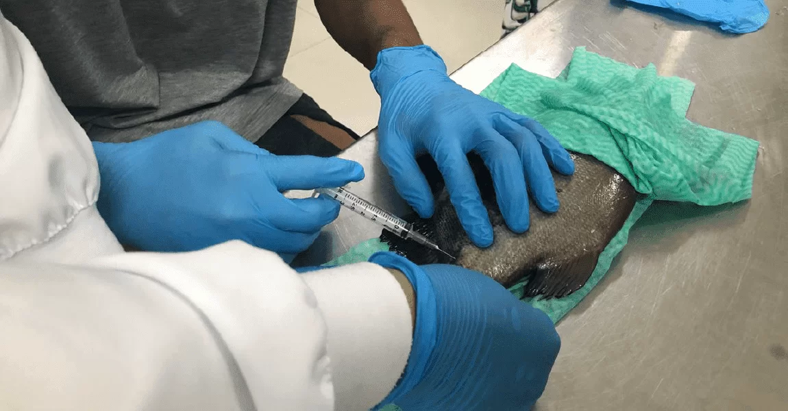 Pesquisa do Inpa produz hormônio de crescimento do tambaqui em laboratório pela primeira vez